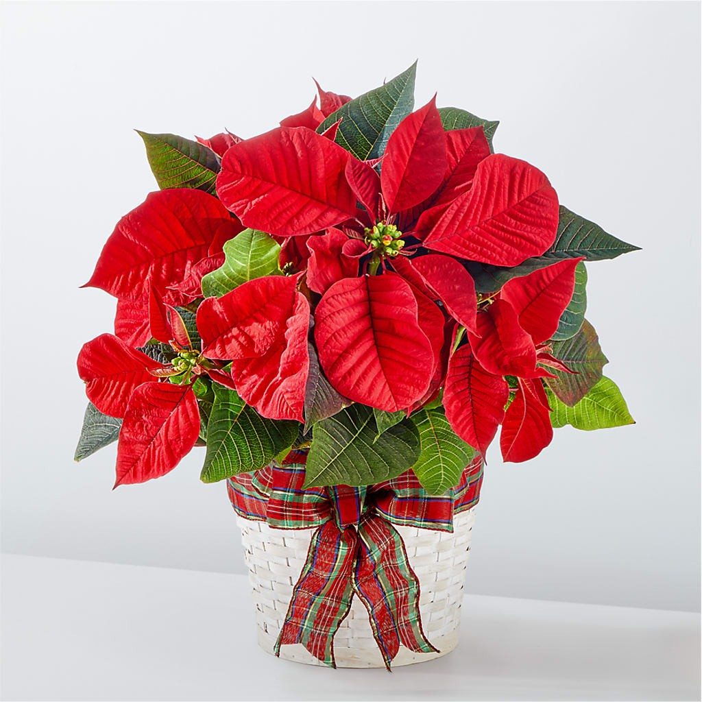 Happiest Holidays Poinsettia – Maplewood Florist, Maplewood NJ
