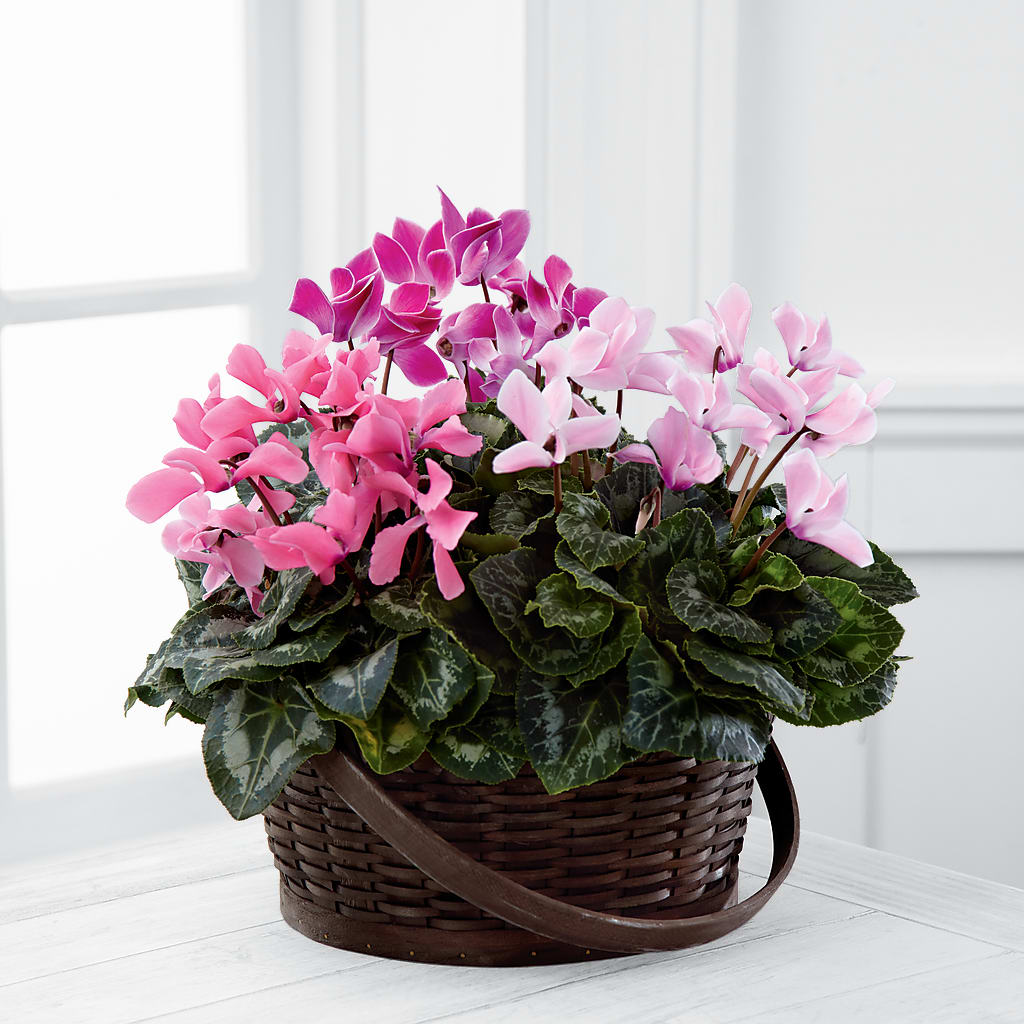 Mixed Cyclamen Planter – Maplewood Florist, Maplewood NJ