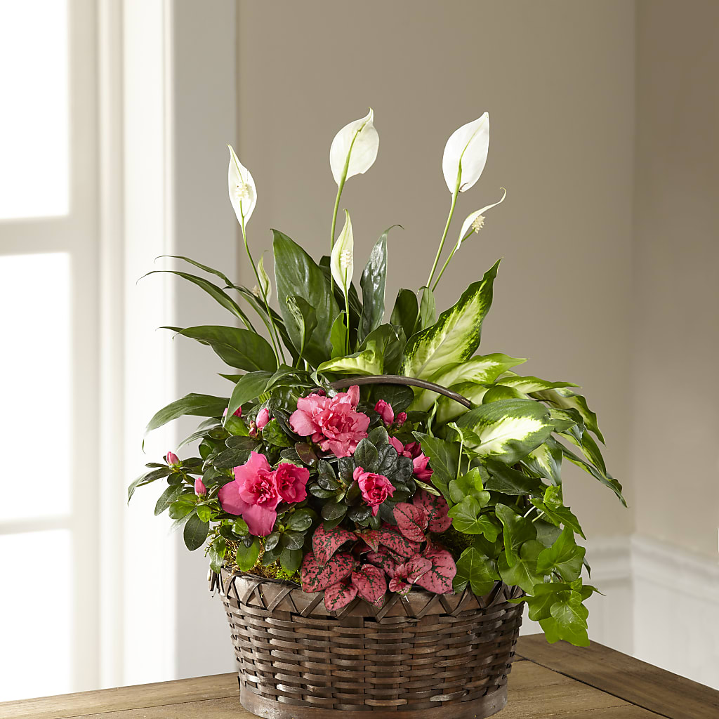 Dream in Pink Dishgarden – Maplewood Florist, Maplewood NJ
