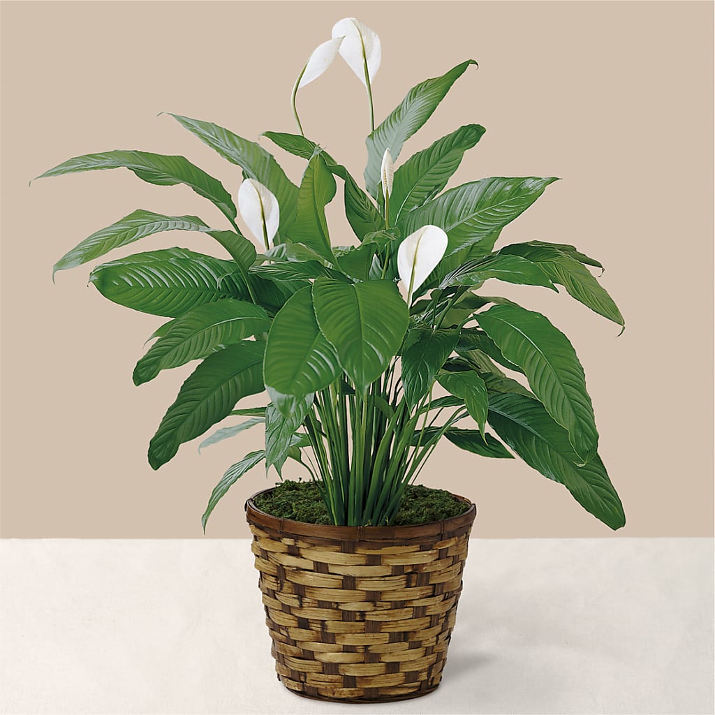 Tranquil Moments Peace Lily Plant – Maplewood Florist, Maplewood NJ