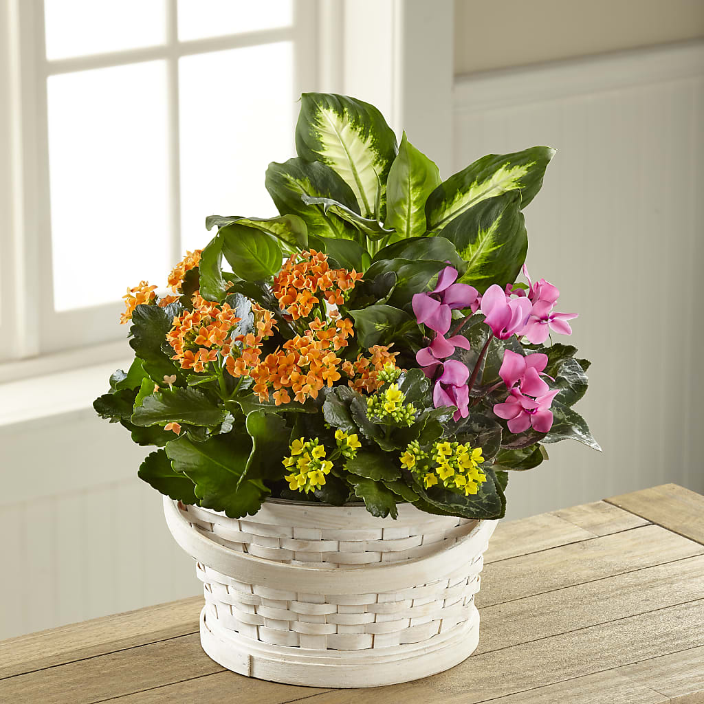 Color Crush Dishgarden – Maplewood Florist, Maplewood NJ