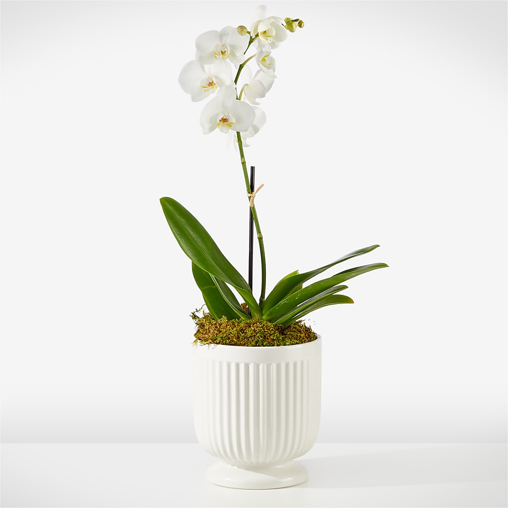 Whispering White Orchid – Maplewood Florist, Maplewood NJ