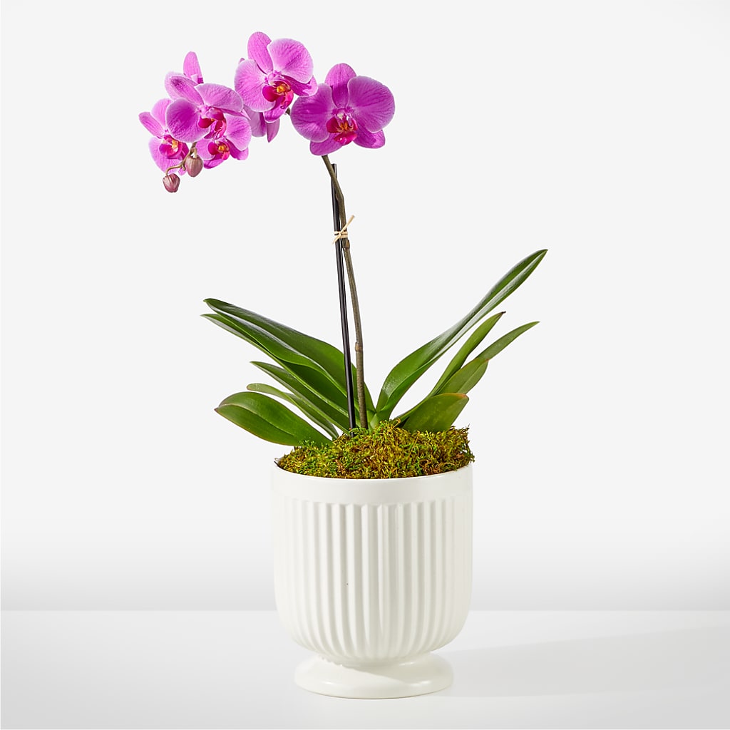 Friendly Fuchsia Orchid – Maplewood Florist, Maplewood NJ