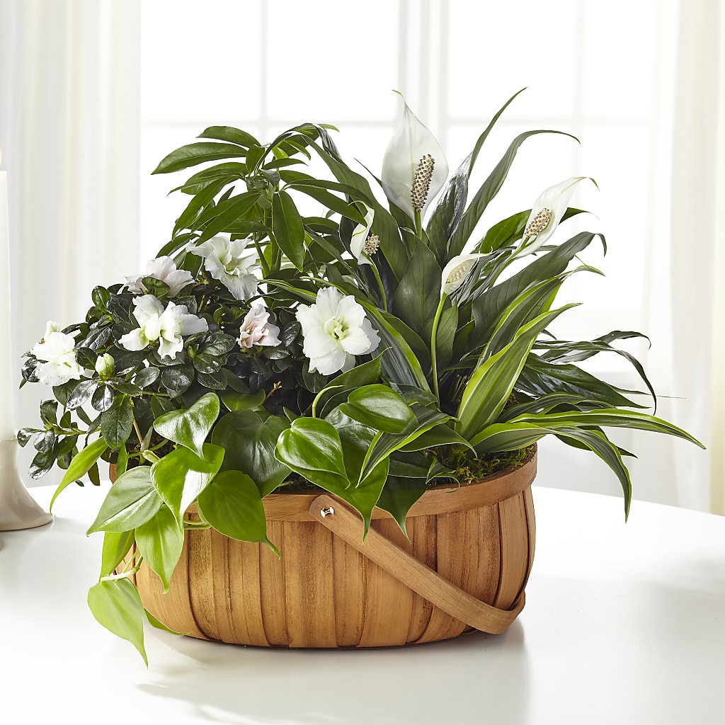 Serene Dishgarden – Maplewood Florist, Maplewood NJ