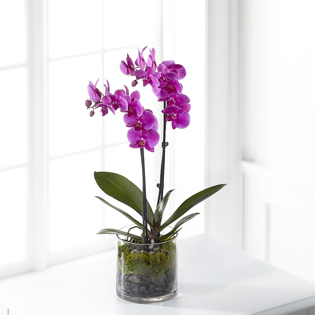 Pink Orchid Plant – Maplewood Florist, Maplewood NJ