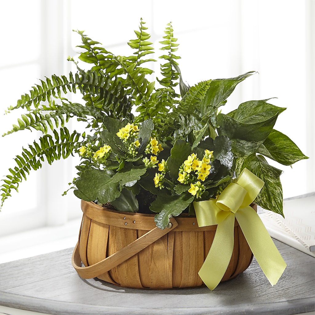 Always Dear Dishgarden – Maplewood Florist, Maplewood NJ