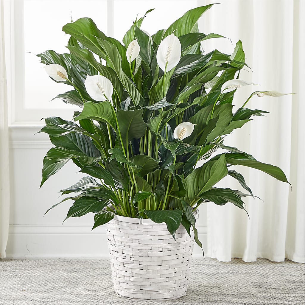 A New Leaf Peace Lily – Maplewood Florist, Maplewood NJ