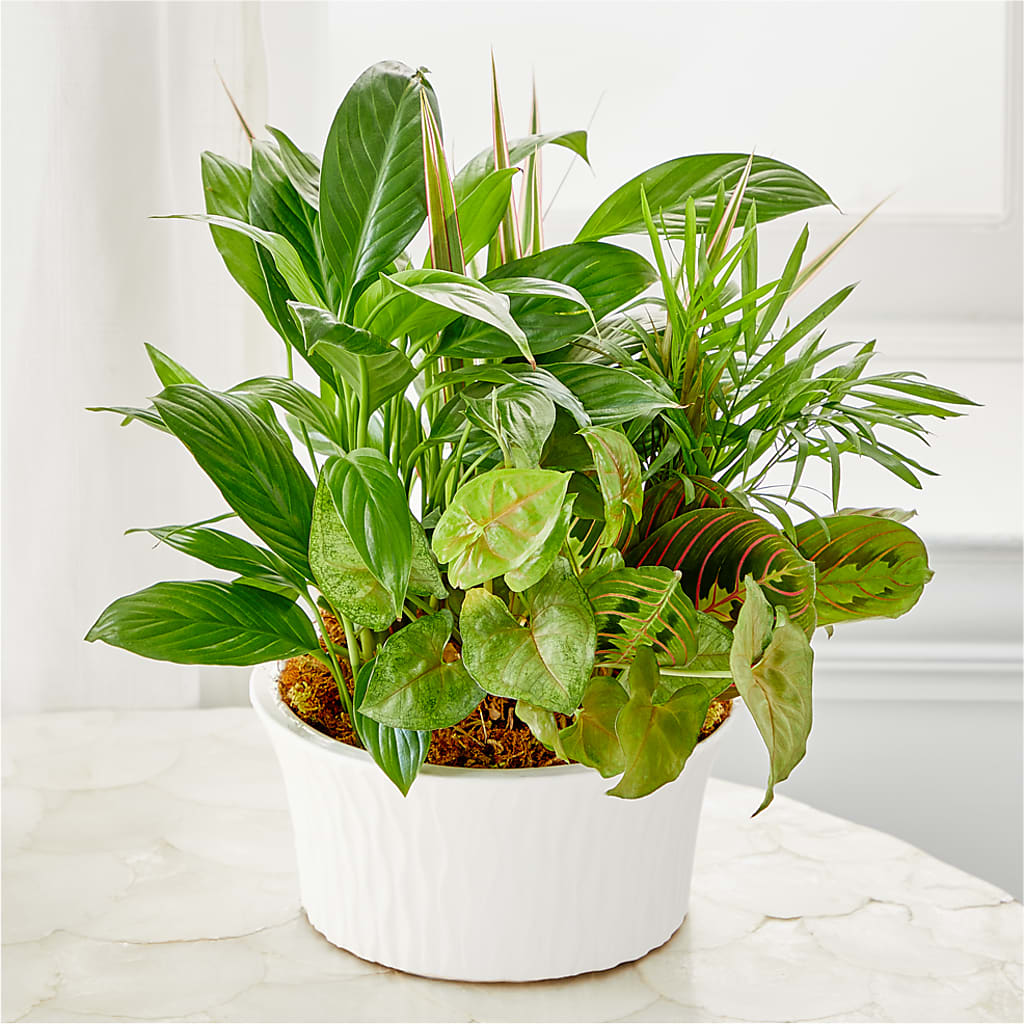 Balance & Harmony Dishgarden – Maplewood Florist, Maplewood NJ