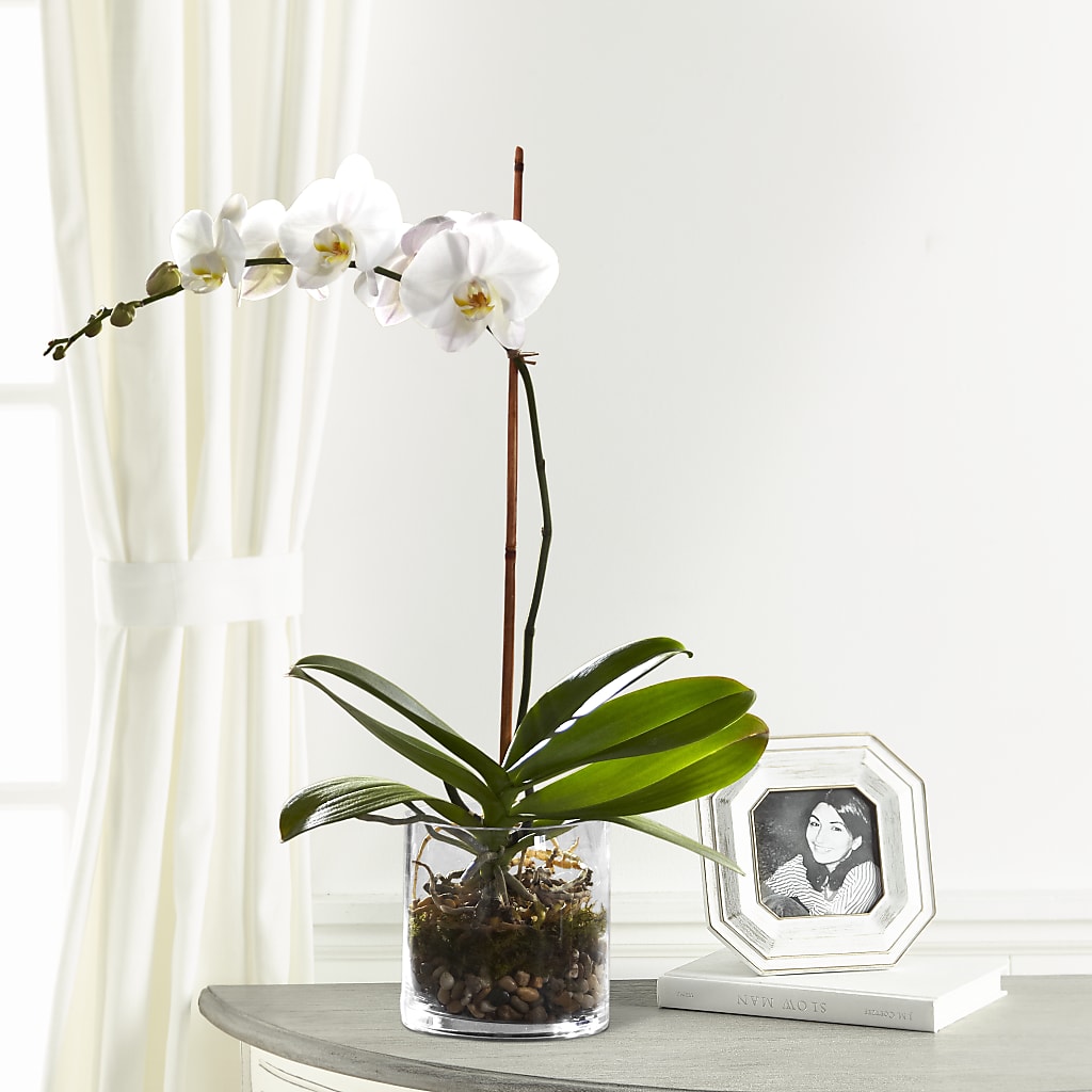 White Orchid Planter – Maplewood Florist, Maplewood NJ