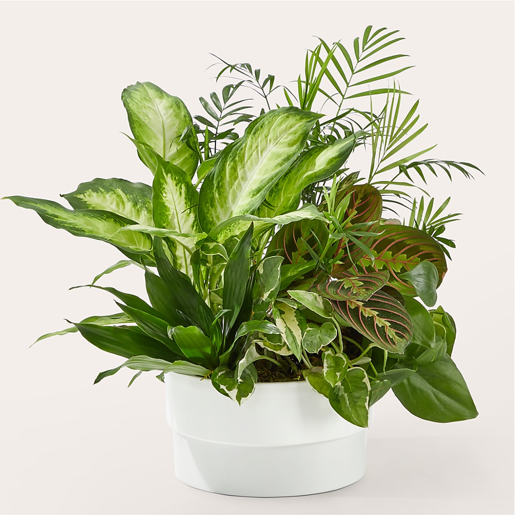 Radiating Positivity Dishgarden – Maplewood Florist, Maplewood NJ