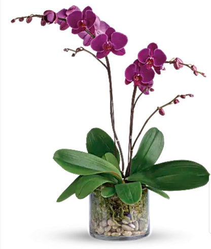 Glorious Gratitude Orchid –  Maplewood Florist, Maplewood NJ
