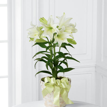 Easter Lily Plant –  Maplewood Florist, Maplewood NJ