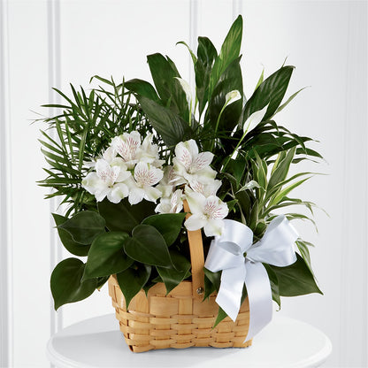Peace & Serenity Dishgarden –  Maplewood Florist, Maplewood NJ