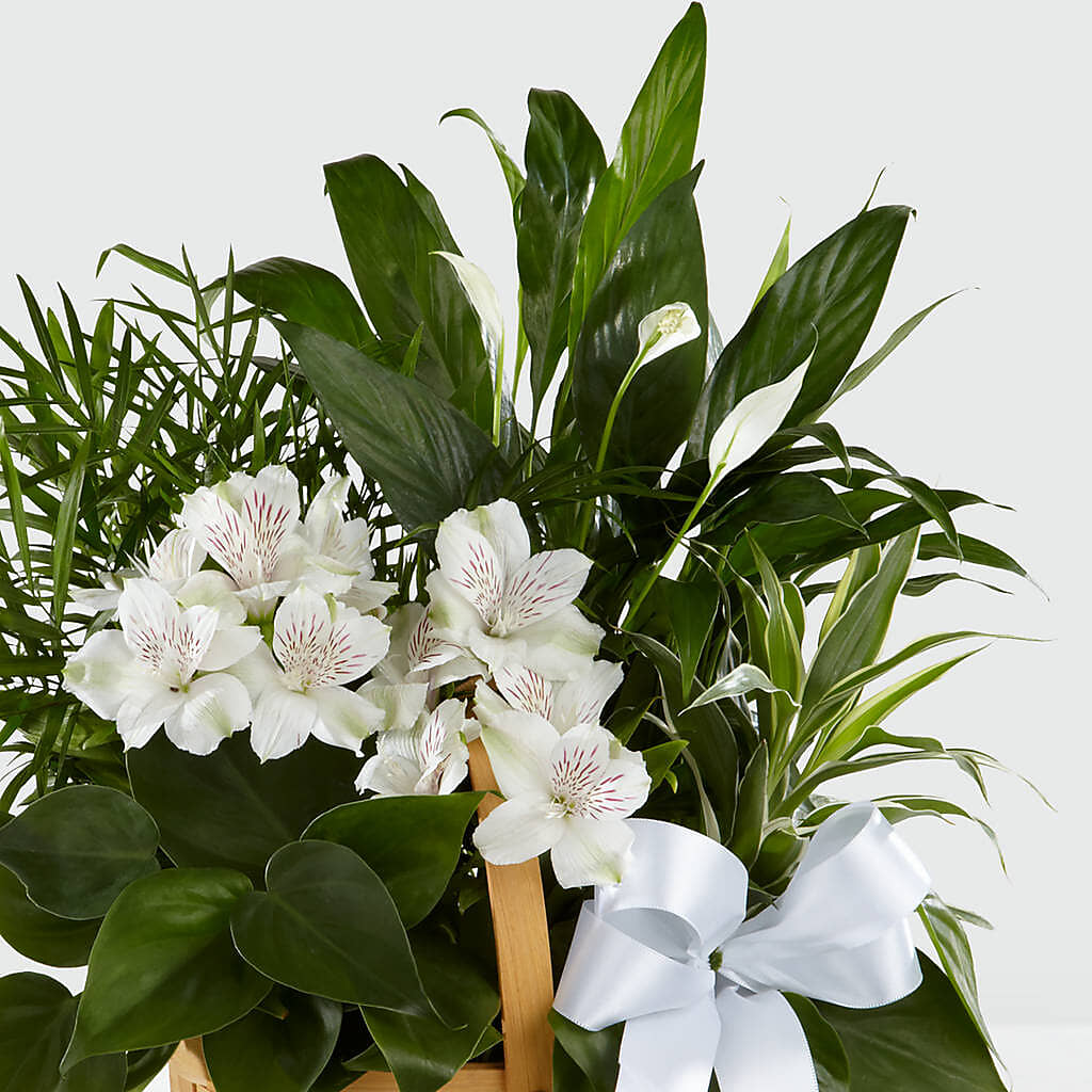Peace & Serenity Dishgarden –  Maplewood Florist, Maplewood NJ