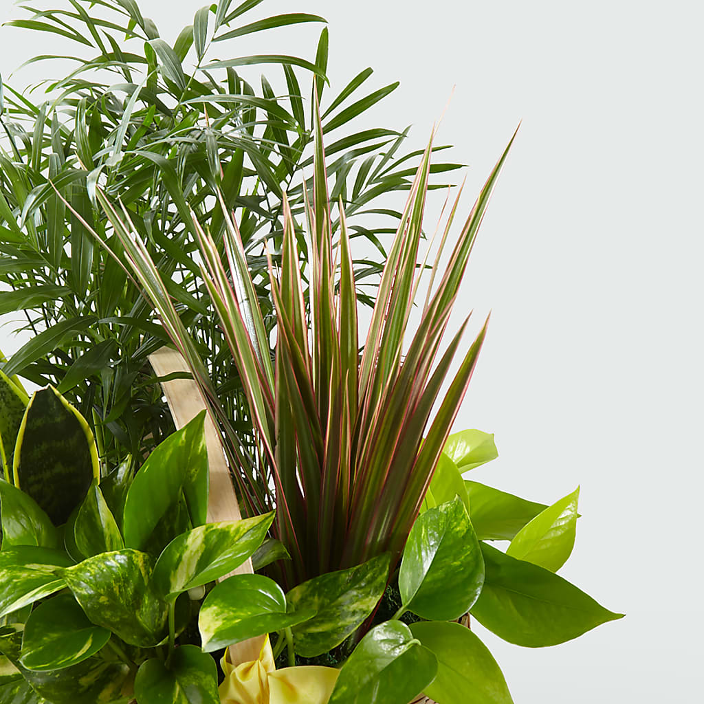 French Garden –  Maplewood Florist, Maplewood NJ