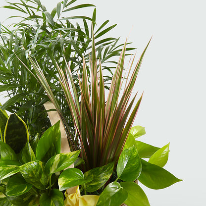 French Garden –  Maplewood Florist, Maplewood NJ