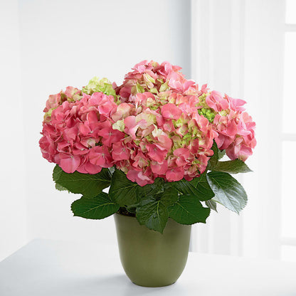 Pink Hydrangea Planter –  Maplewood Florist, Maplewood NJ