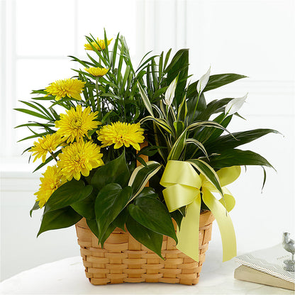 Loving Light Dishgarden –  Maplewood Florist, Maplewood NJ
