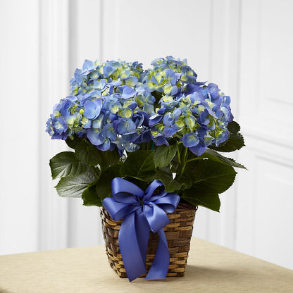 Blue Hydrangea Planter –  Maplewood Florist, Maplewood NJ
