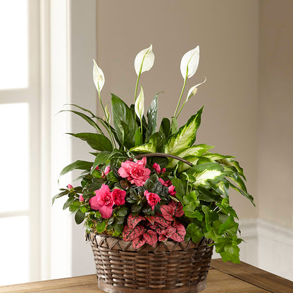 Dream in Pink Dishgarden –  Maplewood Florist, Maplewood NJ