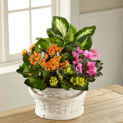 Color Crush Dishgarden –  Maplewood Florist, Maplewood NJ