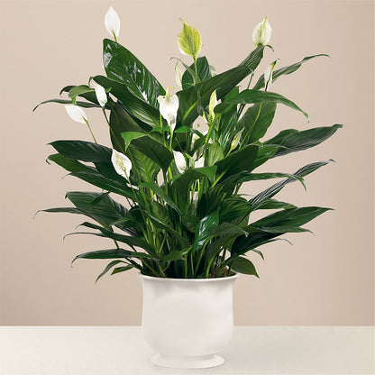 Comfort Planter –  Maplewood Florist, Maplewood NJ