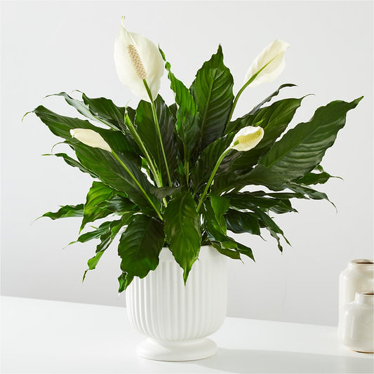 Comfort Planter –  Maplewood Florist, Maplewood NJ