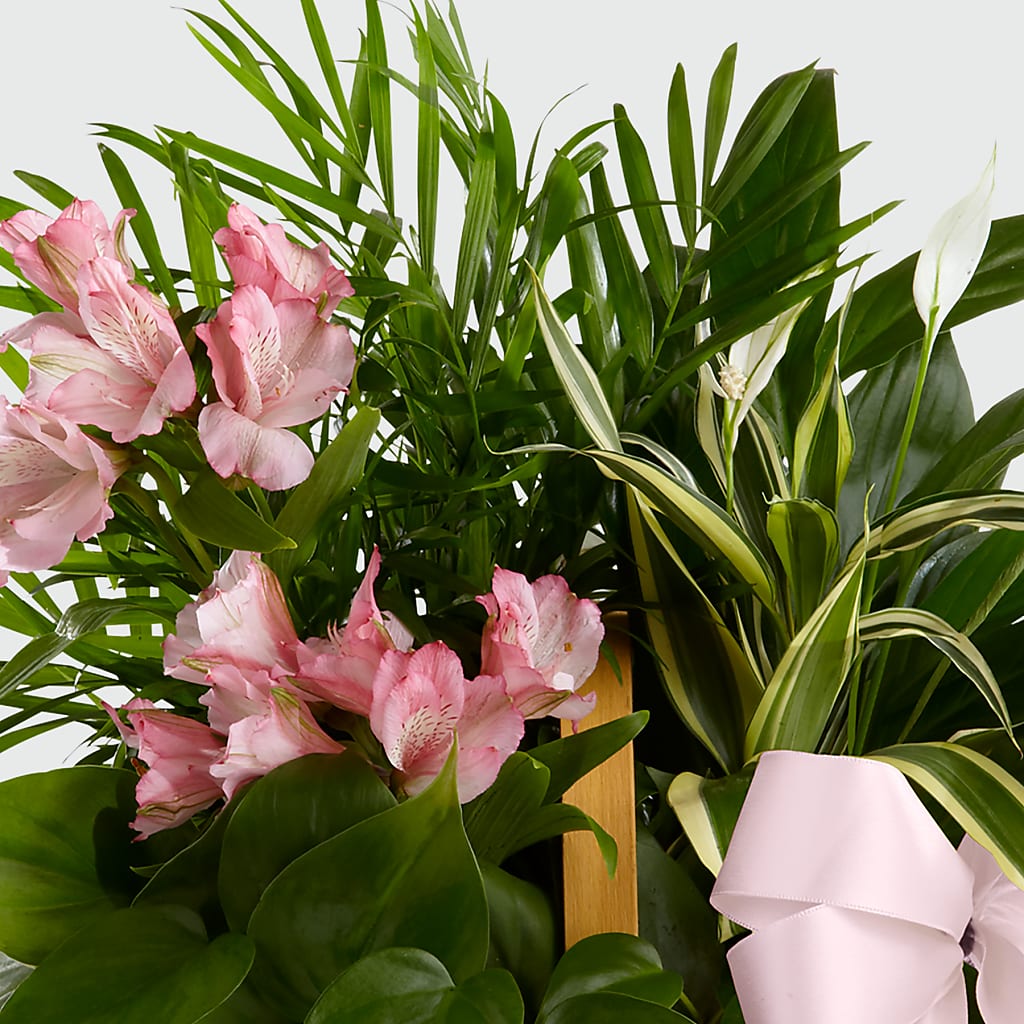 Living Spirit Dishgarden –  Maplewood Florist, Maplewood NJ