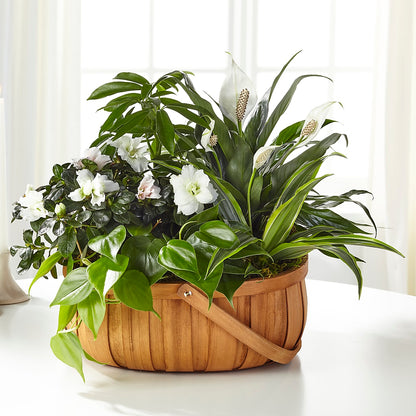 Serene Dishgarden –  Maplewood Florist, Maplewood NJ