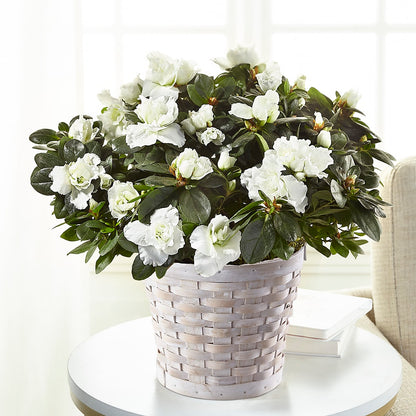 White Azalea Plant –  Maplewood Florist, Maplewood NJ
