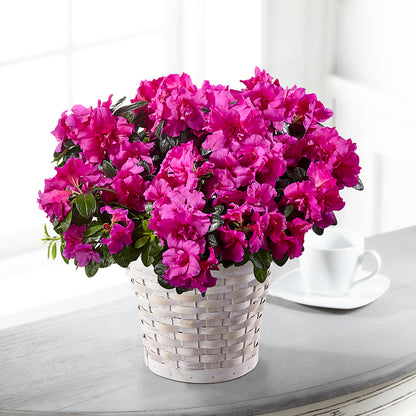 Hope & Serenity Azalea Plant –  Maplewood Florist, Maplewood NJ