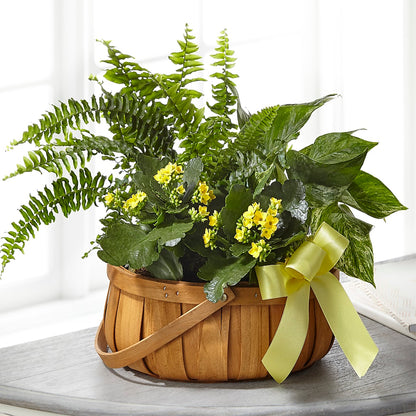 Always Dear Dishgarden –  Maplewood Florist, Maplewood NJ