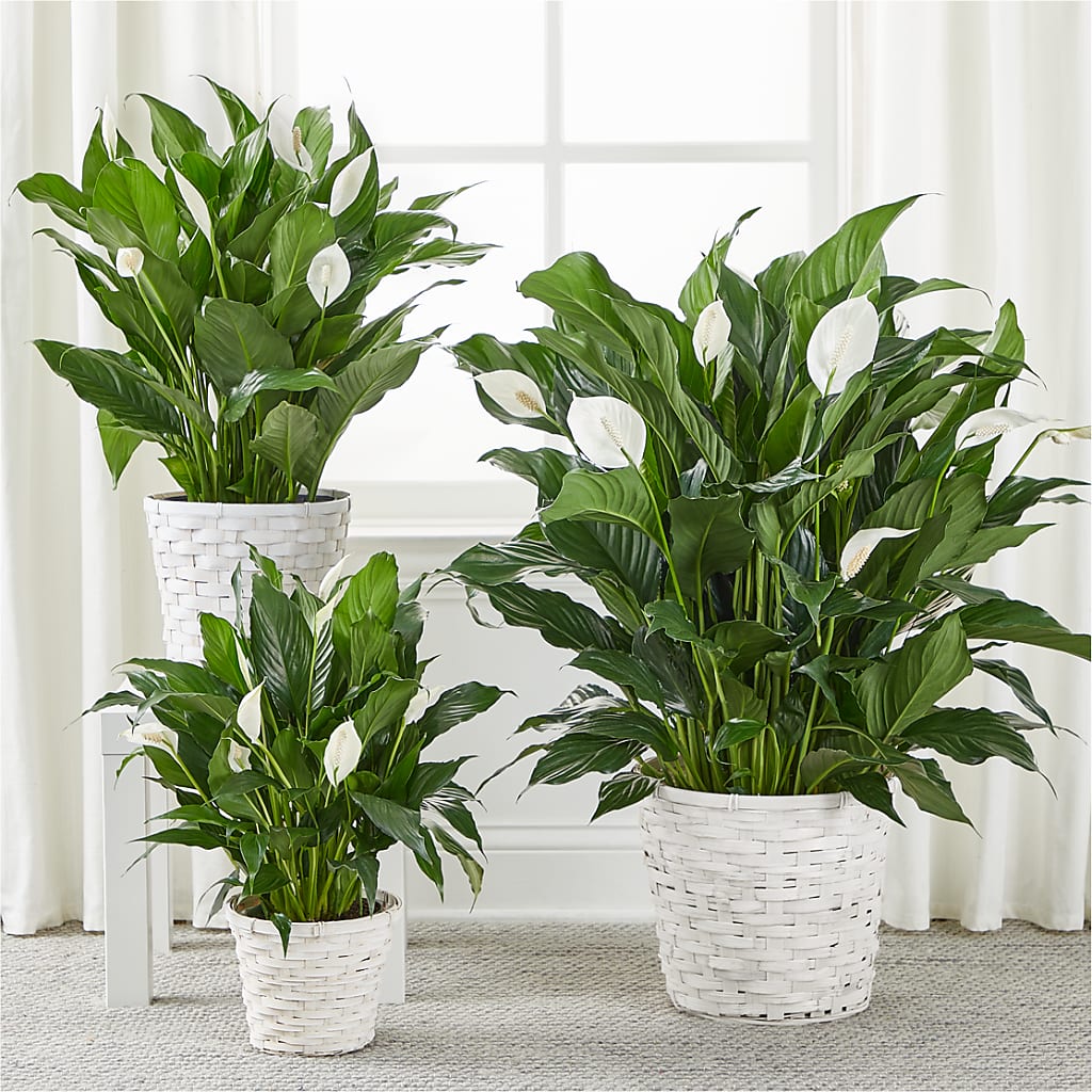 A New Leaf Peace Lily –  Maplewood Florist, Maplewood NJ
