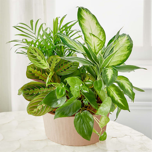 Balance & Harmony Dishgarden –  Maplewood Florist, Maplewood NJ