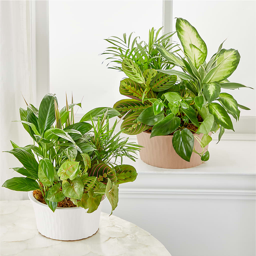Balance & Harmony Dishgarden –  Maplewood Florist, Maplewood NJ