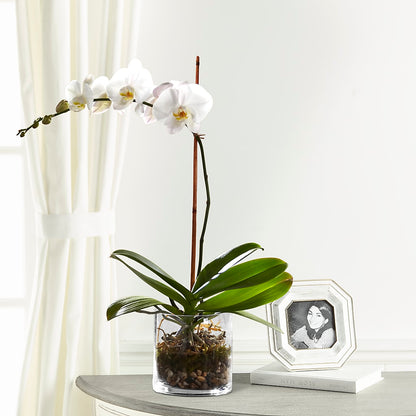 White Orchid Planter –  Maplewood Florist, Maplewood NJ
