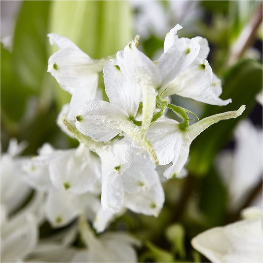 Classic Ivory – A Florist Original –  Maplewood Florist, Maplewood NJ
