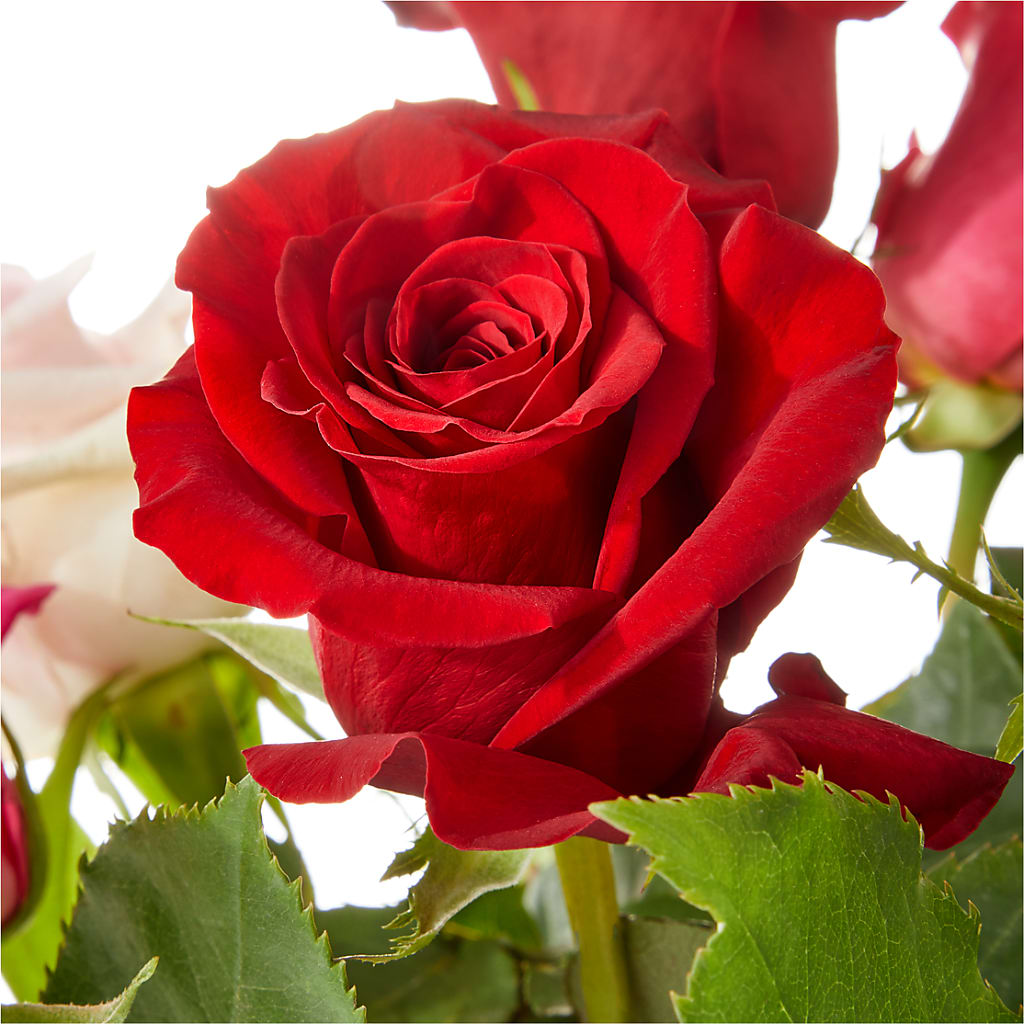 Love Notes Rose Bouquet –  Maplewood Florist, Maplewood NJ